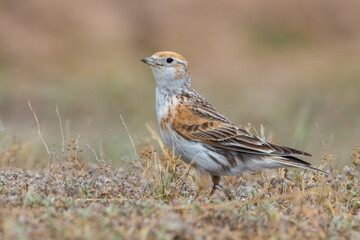 Witvleugelleeuwerik, White-winged Lark, Alauda leucoptera