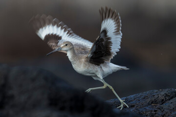 Willet; Western Willet; Tringa semipalmata