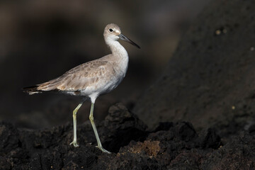 Willet; Western Willet; Tringa semipalmata