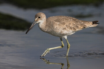 Willet; Western Willet; Tringa semipalmata