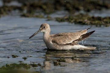Willet; Western Willet; Tringa semipalmata