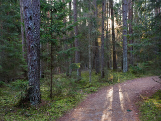 old dark fir forest sun shining through branches