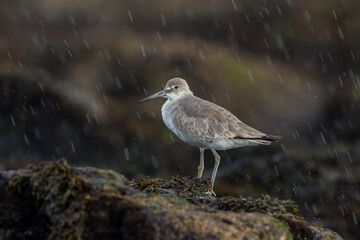 Willet; Western Willet; Tringa semipalmata