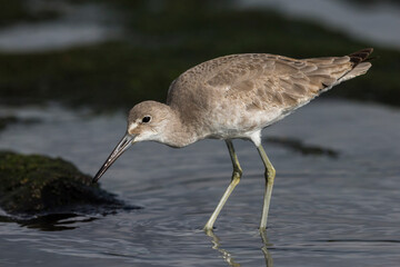 Willet; Western Willet; Tringa semipalmata