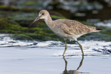 Willet; Western Willet; Tringa semipalmata
