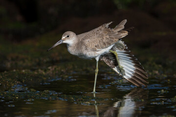 Willet; Western Willet; Tringa semipalmata