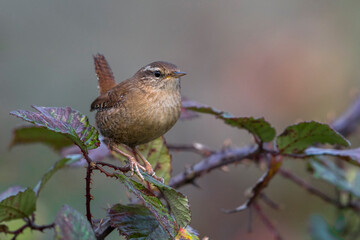 Winterkoning; Winter Wren; Troglodytes troglodytes