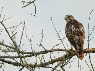 Perched Red Tailed Hawk: A red-tailed hawk bird of prey perched on a bare tree branch looks over its shoulder as it hunts for prey as a raptor