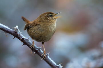 Winterkoning; Winter Wren; Troglodytes troglodytes