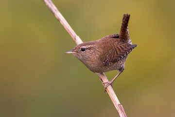Winterkoning; Winter Wren; Troglodytes troglodytes