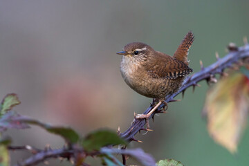 Winterkoning; Winter Wren; Troglodytes troglodytes
