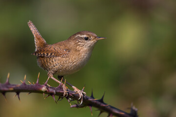 Winterkoning; Winter Wren; Troglodytes troglodytes