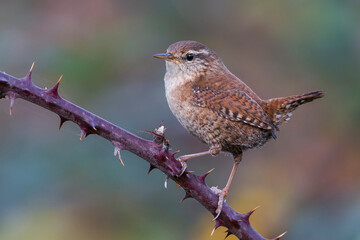 Winterkoning; Winter Wren; Troglodytes troglodytes