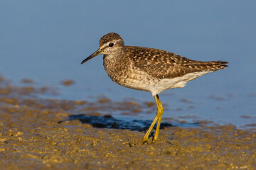 Bosruiter; Wood Sandpiper; Tringa glareola