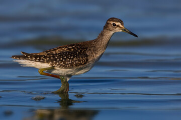 Bosruiter; Wood Sandpiper; Tringa glareola