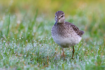 Bosruiter; Wood Sandpiper; Tringa glareola