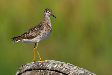 Bosruiter; Wood Sandpiper; Tringa glareola