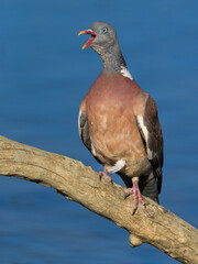 Houtduif; Common Wood Pigeon; Columba palumbus
