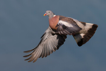 Houtduif; Common Wood Pigeon; Columba palumbus