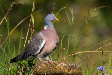Houtduif; Common Wood Pigeon; Columba palumbus