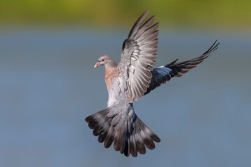 Houtduif; Common Wood Pigeon; Columba palumbus