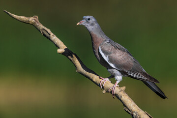 Houtduif; Woodpigeon; Columba palumbus