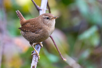 Winterkoning, Winter Wren; Troglodytes troglodytes