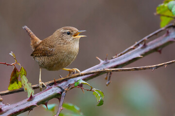 Winterkoning, Winter Wren; Troglodytes troglodytes
