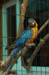 blue and yellow macaw in a cage