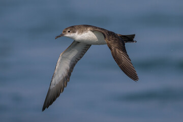 Yelkouanpijlstormvogel, Yelkouan Shearwater, Puffinus yelkouan