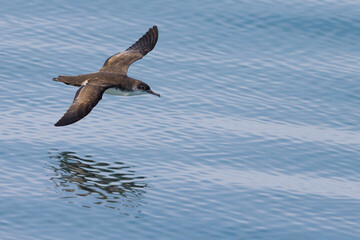 Yelkouanpijlstormvogel, Yelkouan Shearwater, Puffinus yelkouan