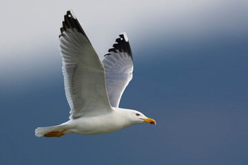 Geelpootmeeuw; Yellow-legged Gull; Larus michahellis