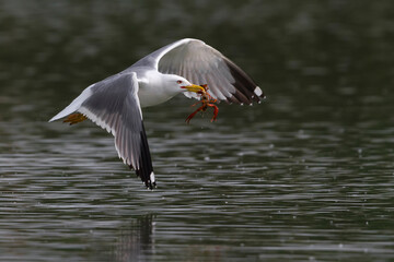 Geelpootmeeuw; Yellow-legged Gull; Larus michahellis