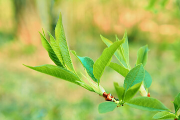 Spring background and first fresh green leaves on tree close-up on natural background. Copy space, Spring and plant growth