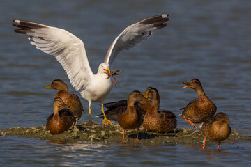 Geelpootmeeuw; Yellow-legged Gull; Larus michahellis