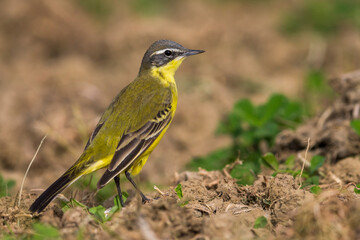 Gele Kwikstaart, Yellow Wagtail, Motacilla flava