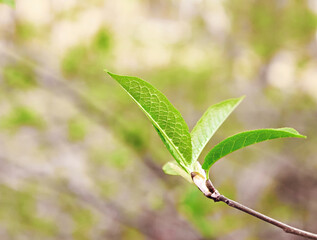 Spring background and first fresh green leaves on tree close-up on natural background. Copy space, Spring and plant growth