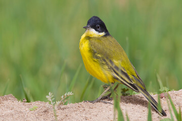 Balkankwikstaart, Black-headed Wagtail, Motacilla feldegg