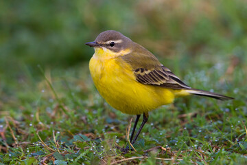 Gele Kwikstaart, Blue-headed Wagtail; Motacilla flava flava
