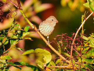Closeup Female House Finch Bird Perched on a Brush Branch in the Morning Sun Eating Berries Next to Her with Green Foliage and Fruit in the Background as Berry Juice Drips from her Beak