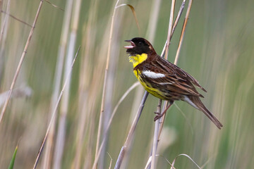 Wilgengors; Yellow-breasted Bunting; Emberiza aureola