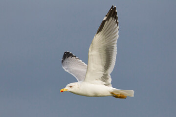 Geelpootmeeuw; Yellow-legged Gull; Larus michahellis