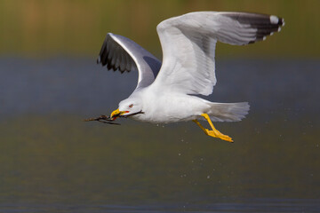Geelpootmeeuw; Yellow-legged Gull; Larus michahellis