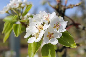 White pear blossoms with blurred green background.
