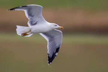 Geelpootmeeuw; Yellow-legged Gull; Larus michahellis