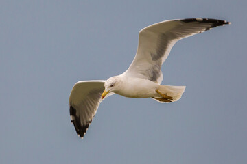Geelpootmeeuw; Yellow-legged Gull; Larus michahellis