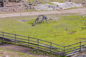 Gorgeous view of beautiful zebra animals in outdoor.