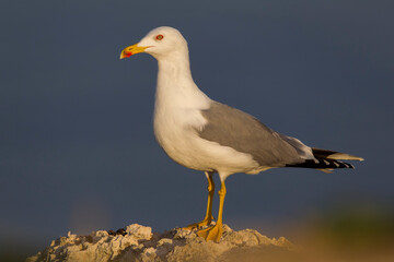 Obraz premium Geelpootmeeuw; Yellow-legged Gull; Larus michahellis
