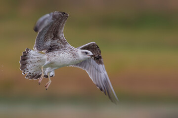 Geelpootmeeuw; Yellow-legged Gull; Larus michahellis