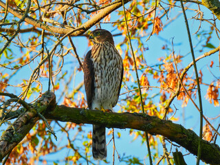 Closeup of Copper's Hawk Sits and Hunts on Tree Branch with Blood on Talons and Autumn Leaves Blurred in Background with Bright Blue Morning Sky Looking to the Side